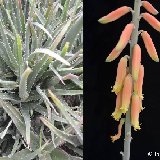 Aloe eumassawana (Kenya) (often confused with Aloe vera)  available 12cm and 14-16cm Ø